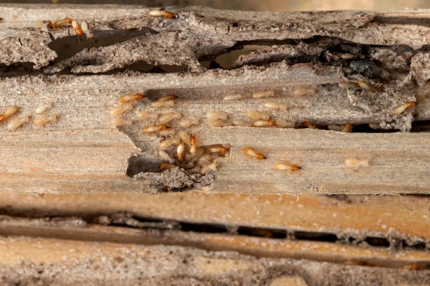 Best Emergency Pest Control  in North Sarasota, FL