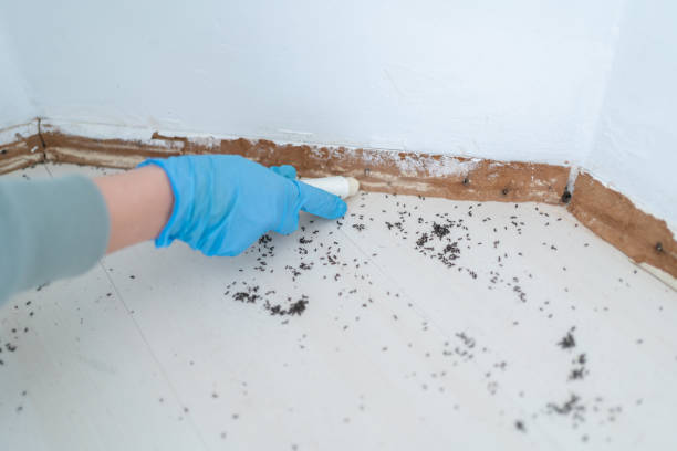 Best Residential Pest Control  in North Sarasota, FL