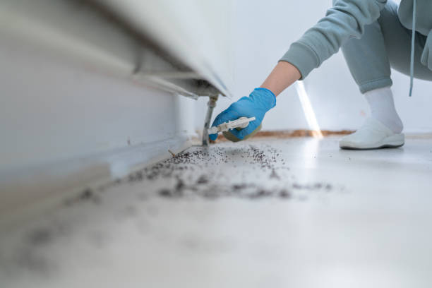 Best Local Pest Control Services  in North Sarasota, FL